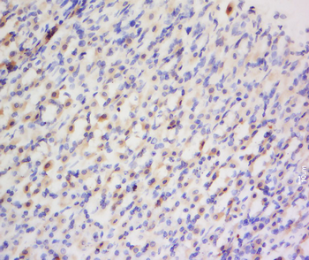 Big endothelin-1 Rabbit Polyclonal Antibody