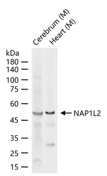 NAP1L2 Rabbit Polyclonal Antibody