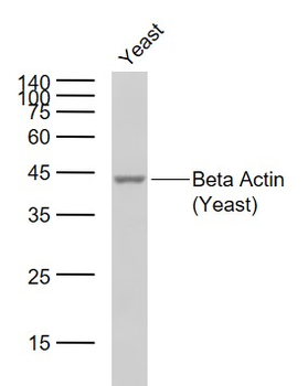 Beta Actin (Yeast) Rabbit Polyclonal Antibody (Loading Control)