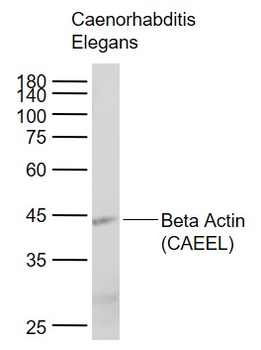 Beta Actin (CAEEL) Mouse Monoclonal Antibody