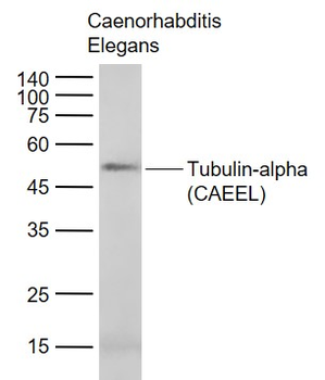 Tubulin-alpha (CAEEL) Mouse Monoclonal Antibody