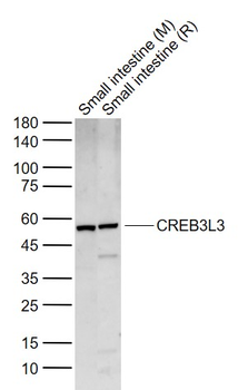 CREB3L3 Rabbit Polyclonal Antibody