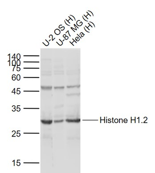Histone H1.2 Rabbit Polyclonal Antibody