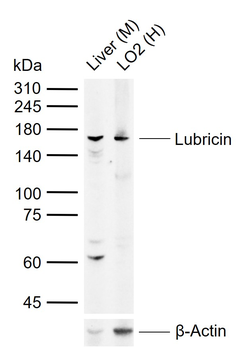 Lubricin Rabbit Polyclonal Antibody