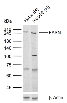 FASN Rabbit Polyclonal Antibody