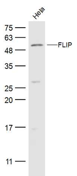 FLIP Rabbit Polyclonal Antibody