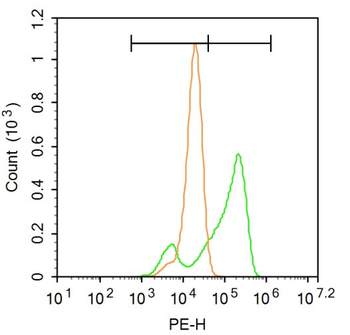 FRA2 Rabbit Polyclonal Antibody