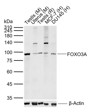 FOXO3A Rabbit Polyclonal Antibody