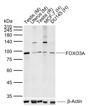 FOXO3A antibody