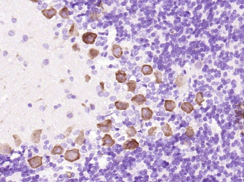 Phospho-GAP43 (Ser41) Rabbit Polyclonal Antibody