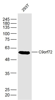 C9orf72 Rabbit Polyclonal Antibody