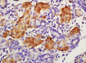 GFRA4 Rabbit Polyclonal Antibody