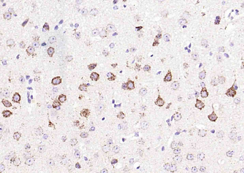 GDNFRA Rabbit Polyclonal Antibody