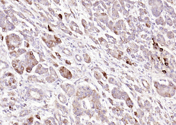 GLP-1 (7-36) Rabbit Polyclonal Antibody