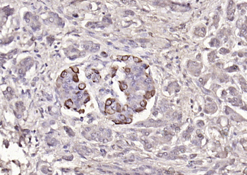 GLP-1 Rabbit Polyclonal Antibody
