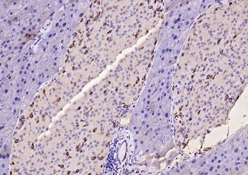 GLP-1 (1G9) Mouse Monoclonal Antibody