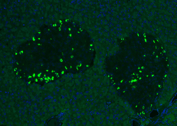 GLP-1 (1G9) Mouse Monoclonal Antibody