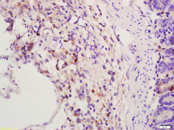 GLP-1 (1G9) Mouse Monoclonal Antibody