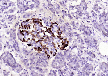 GLP-1 (1G9) Mouse Monoclonal Antibody