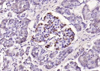 GLP-1 (1G9) Mouse Monoclonal Antibody