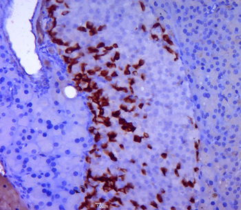 GLP-1 (1G9) Mouse Monoclonal Antibody