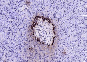 GLP-1 (1G9) Mouse Monoclonal Antibody