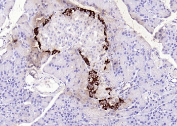 GLP-1 (1G9) Mouse Monoclonal Antibody