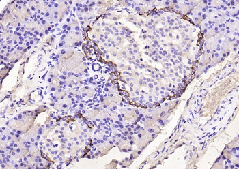 GLP-1 (1G9) Mouse Monoclonal Antibody