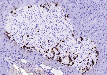 GLP-1 (1G9) Mouse Monoclonal Antibody