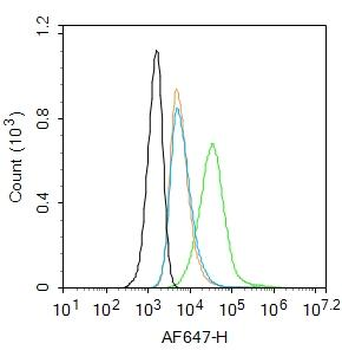 GLP-1R Rabbit Polyclonal Antibody