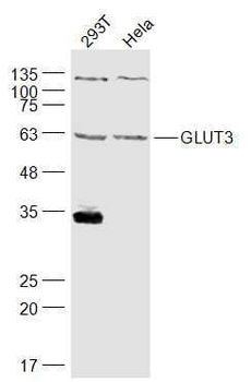 GLUT3 Rabbit Polyclonal Antibody