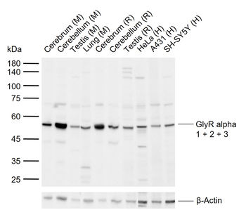 GlyR alpha 1 + 2 + 3 Rabbit Polyclonal Antibody