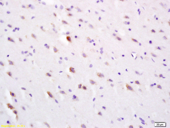 SLC30A3 Rabbit Polyclonal Antibody