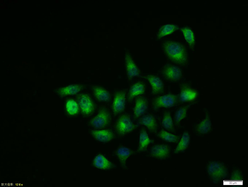 GSK-3 Beta Rabbit Polyclonal Antibody