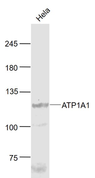 ATP1A1 Rabbit Polyclonal Antibody