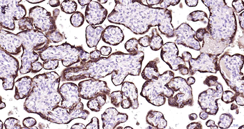 CGA Mouse Monoclonal Antibody