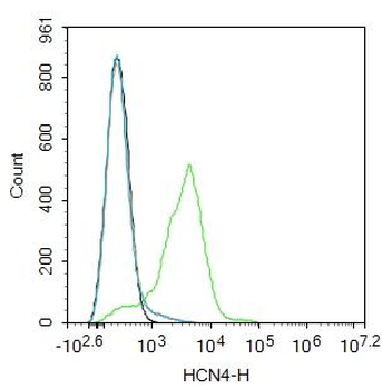HCN4 Rabbit Polyclonal Antibody