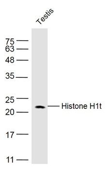 Histone H1t Rabbit Polyclonal Antibody