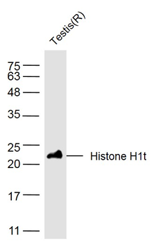 Histone H1t Rabbit Polyclonal Antibody