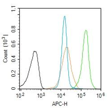 HDAC1 Rabbit Polyclonal Antibody