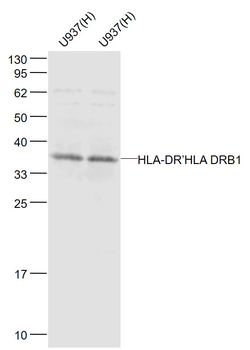 HLA-DRA Rabbit Polyclonal Antibody