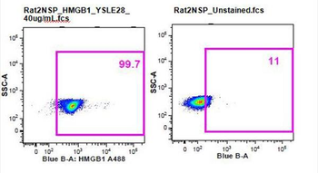 HMGB1 Rabbit Polyclonal Antibody