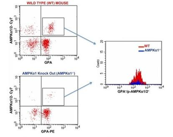 HMGB1 Rabbit Polyclonal Antibody