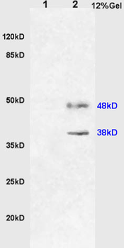 HO-2 Rabbit Polyclonal Antibody