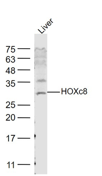 HOXc8 Rabbit Polyclonal Antibody