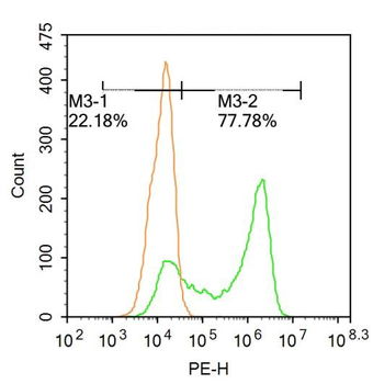 HPV16 E7 Rabbit Polyclonal Antibody