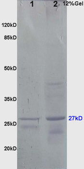 HSP27 Rabbit Polyclonal Antibody