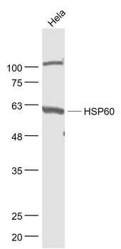 HSP60 antibody
