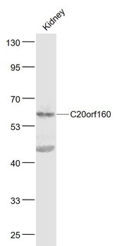 C20orf160 Rabbit Polyclonal Antibody
