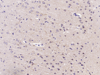 HSP90 beta Rabbit Polyclonal Antibody